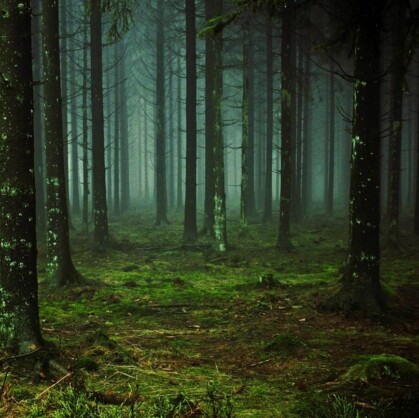 Главное изображение для квеста Тайный лес